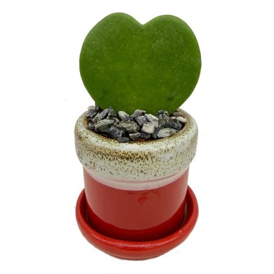 Hoya Kerri Green