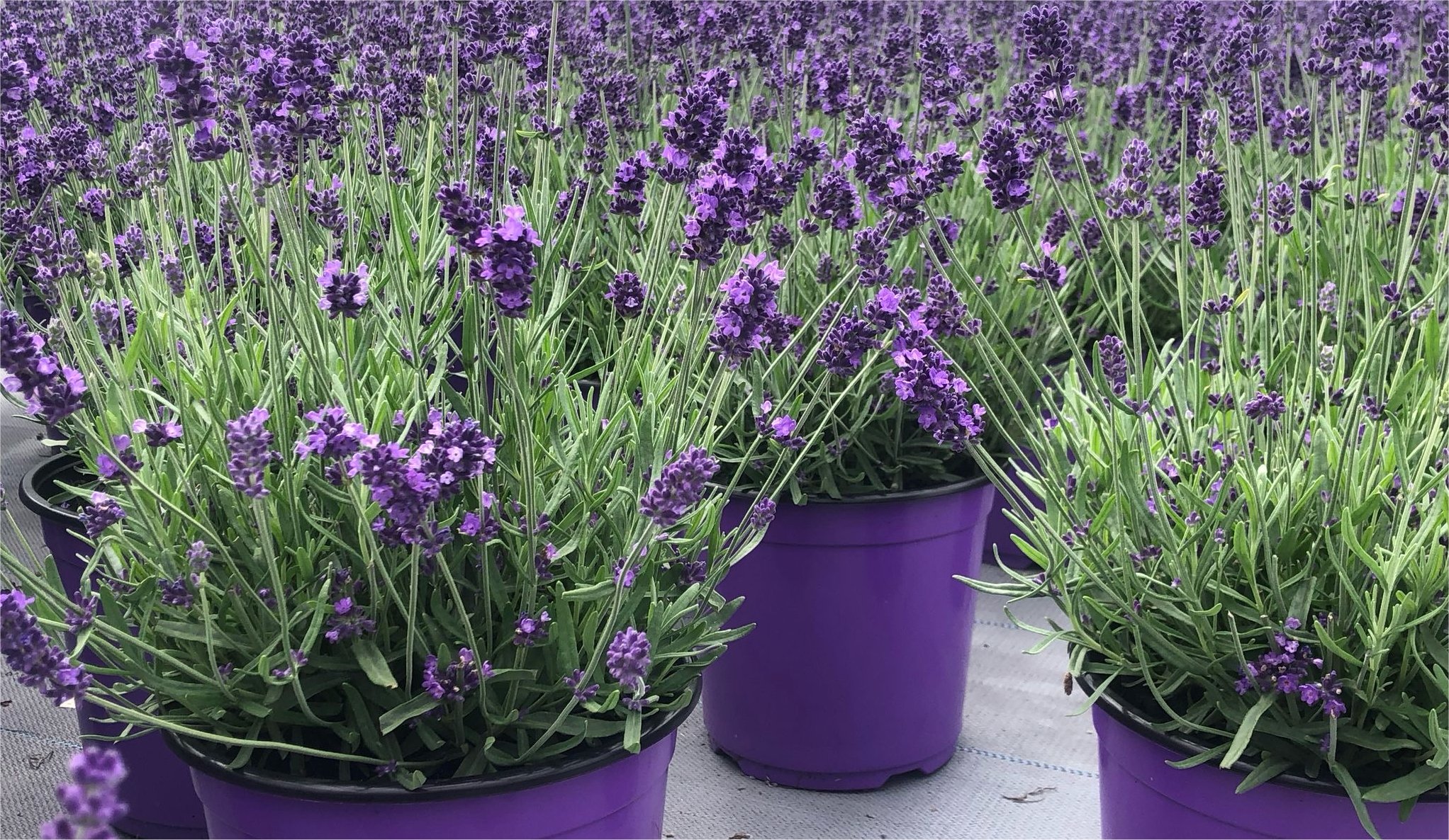 Lavandula Thor Breeding Front