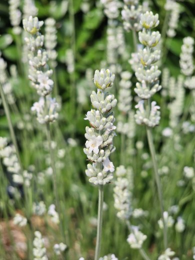 Lavandula Intermedia Exceptional BL