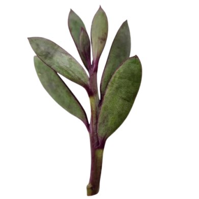 Senecio Crassissimus