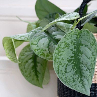 Scindapsus Trebie BL