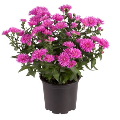 Aster Victoria Wilma Pink PL