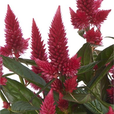 Celocia Spicata Merida Red Closeup