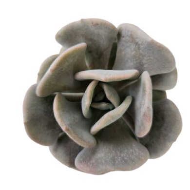 ECHEVERIA RUNYONII TOPSY TURVY