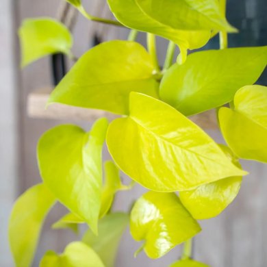 Epipremnum Golden Pothos BL