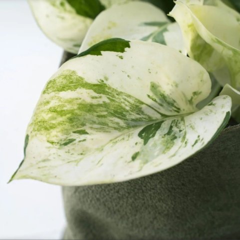 Epipremnum Happy Leaf BL