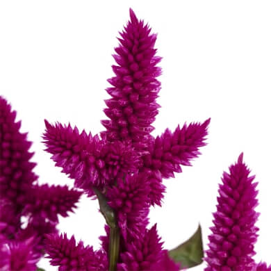 Celocia Spicata Merida Purple 18