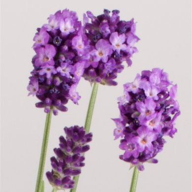 Lavandula Valensole BL