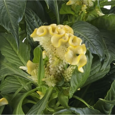 Celosia Hottopic Yellow