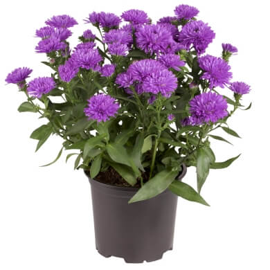 Aster Victoria Maria PL