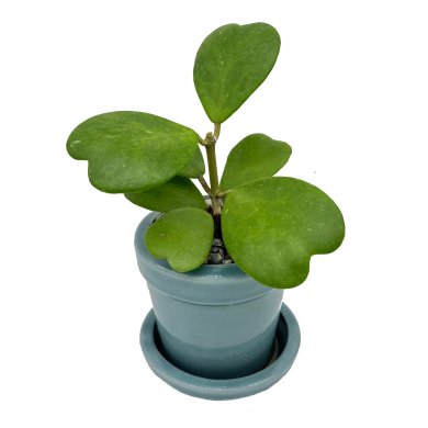Hoya Kerri Love Leaves Green