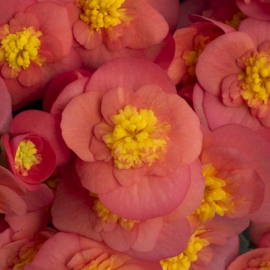 Belove Salmon Pink BL