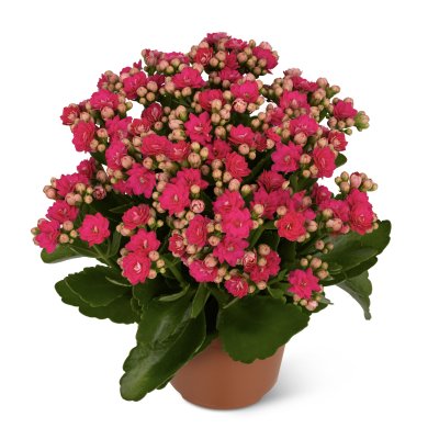 Don Nando Intense PL