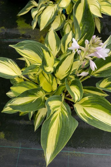 Hosta Echo Brim