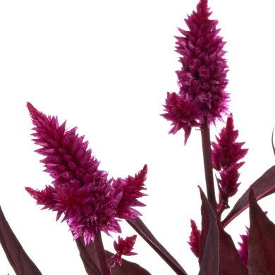 Celocia Spicata Mystic Shades Closeup