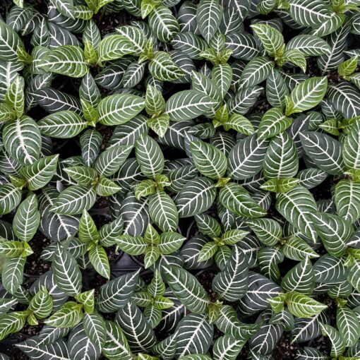 Aphelandra Squarrosa Dania Zebra Plant 3 510X510