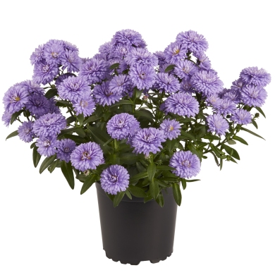 Aster Victoria Lily PL