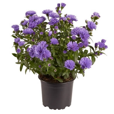 Aster Victoria Leonora PL