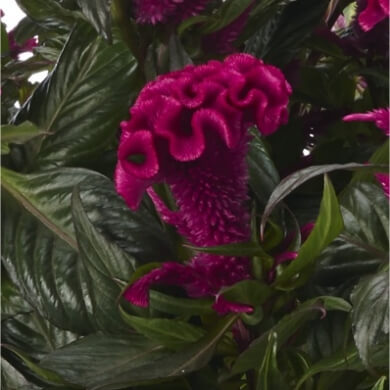 Celosia Hottopic Purple