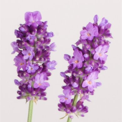Lavandula Riez BL