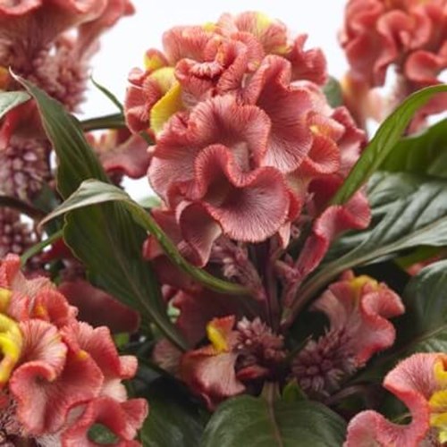 Celosia Hottopic Reef