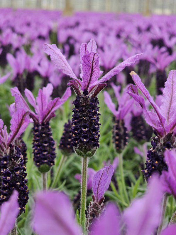 Lavandula Bella Toscane BL 2