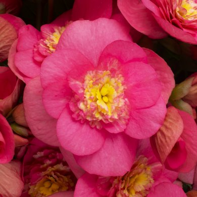 Belove Rose Improved BL