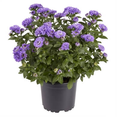 Aster Victoria Carla PL