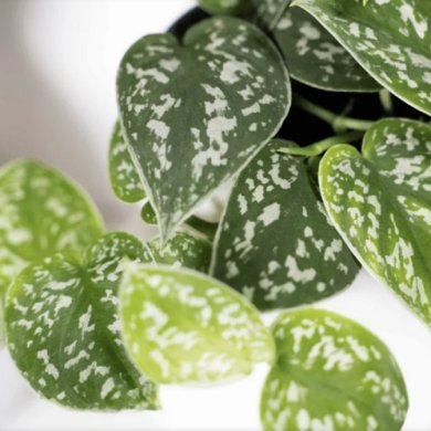 Scindapsus Pictus BL