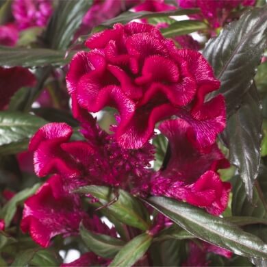Celosia Hottopic Red