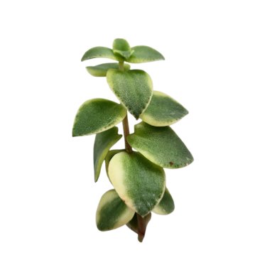 Crassula Pelucida Perforata