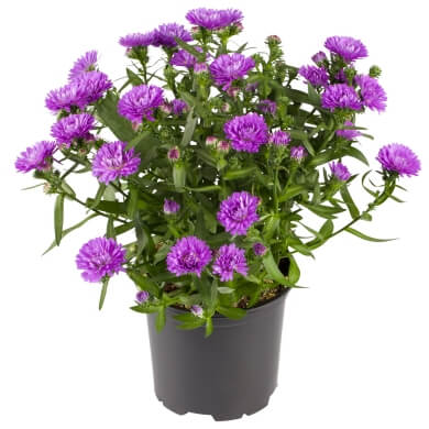 Aster Victoria Ulla PL