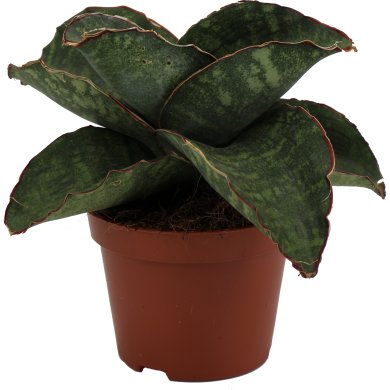 Sanseviaria Dragon Wings 10Cm Pot