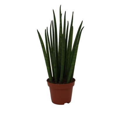 Sansevieria Bacularis Micado 6Cm