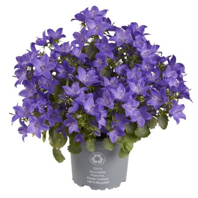 Campanula Ocean® Series