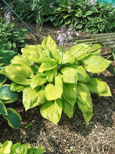 Hosta Sum And Substance