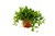 Peperomia Angulata Rocca Verde (259262) 12 Cm