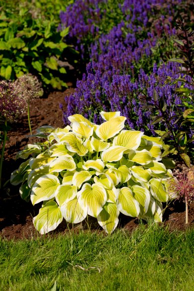 Hosta Spring Morning