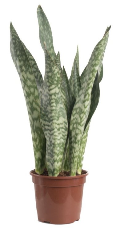 Sansevieria Trafasciata Jiboia 45 CM