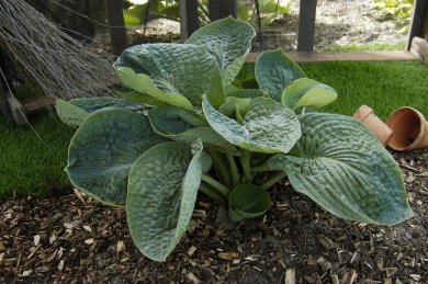 Hosta Lakeside Maverick