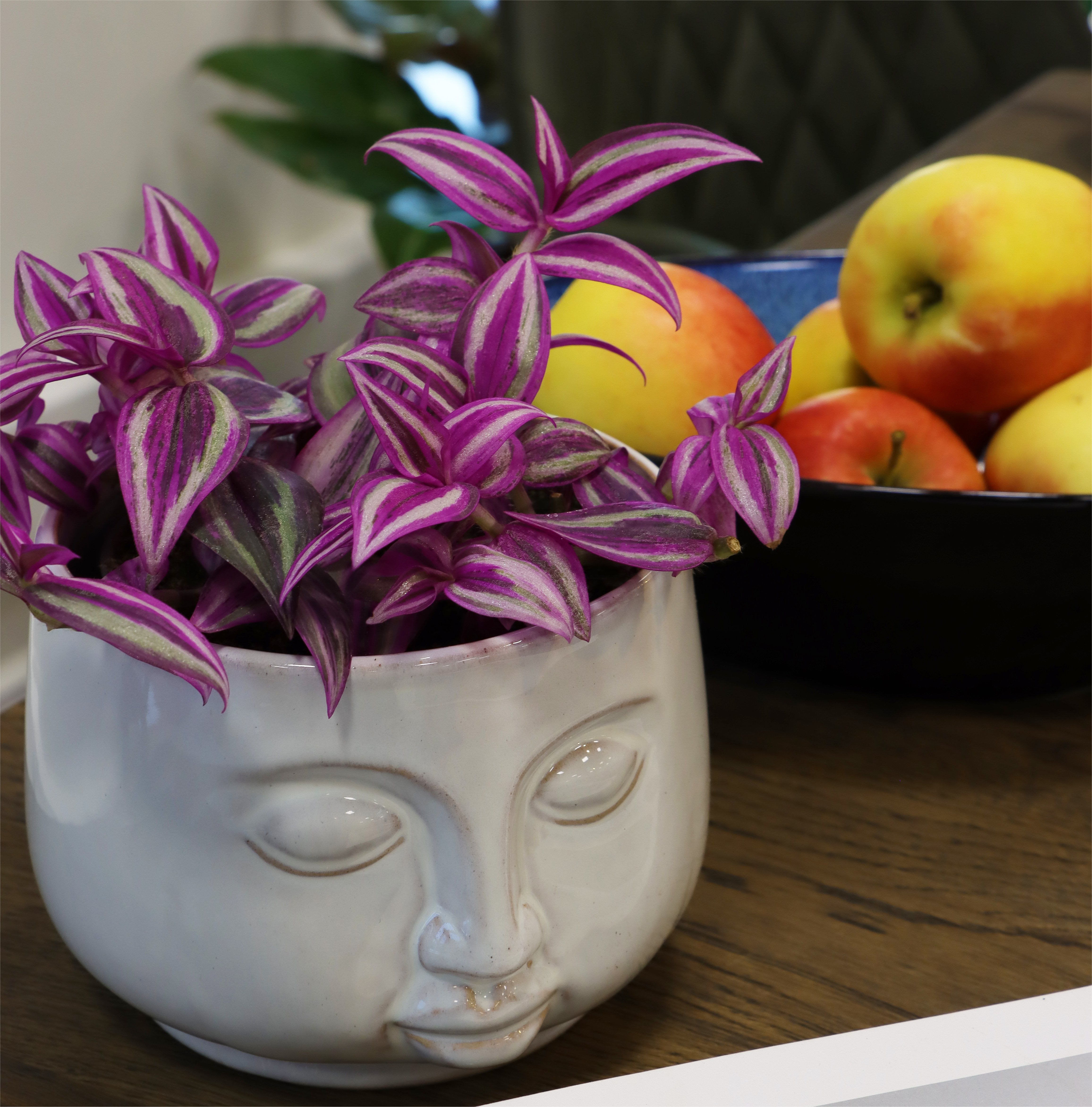 Tradescantia Zebrina Pink Paradise Front