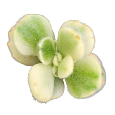 Cotyledon Bear Hand Polar