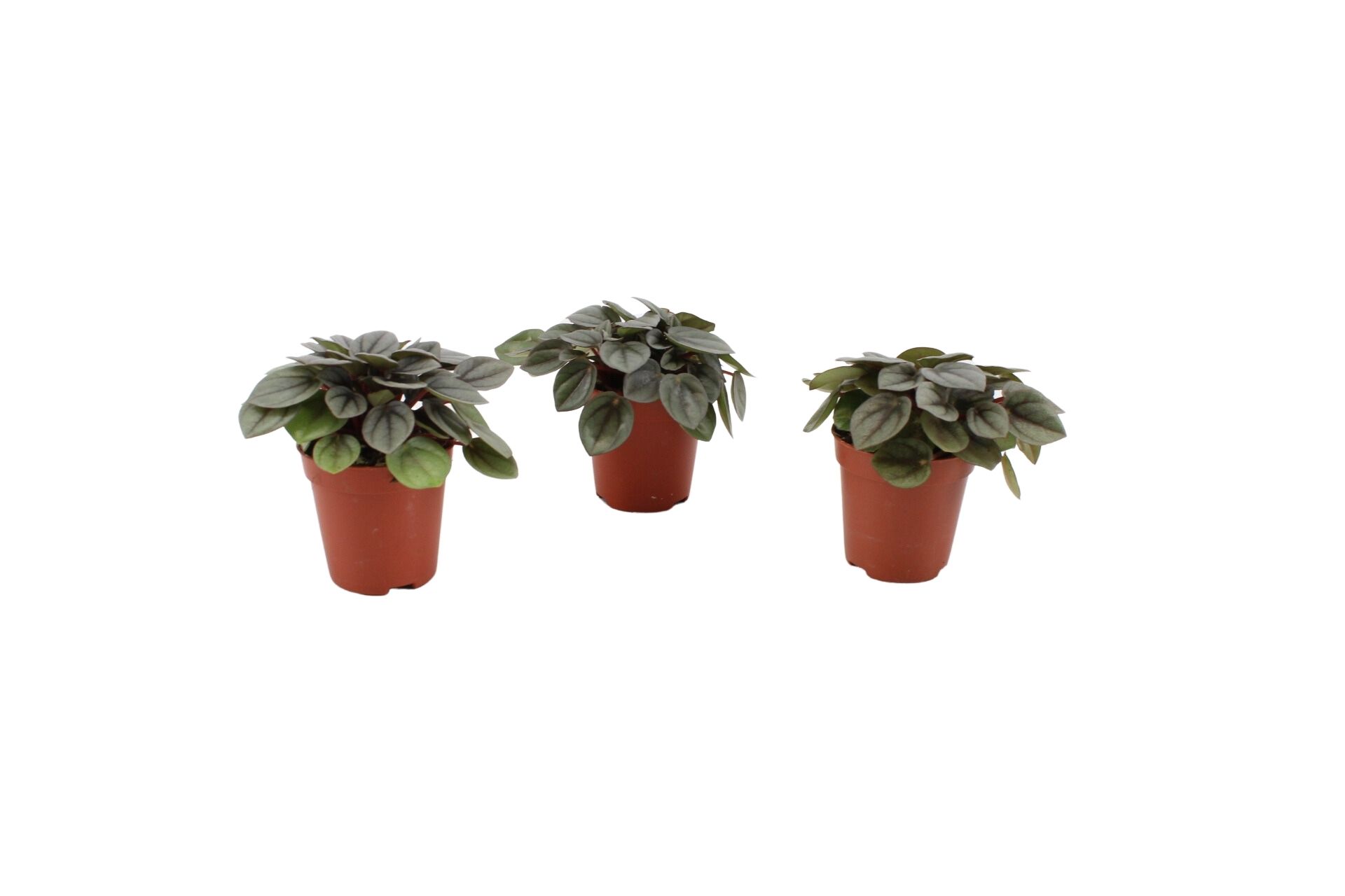 Peperomia Caperata Milano (270196) 5,5 CM