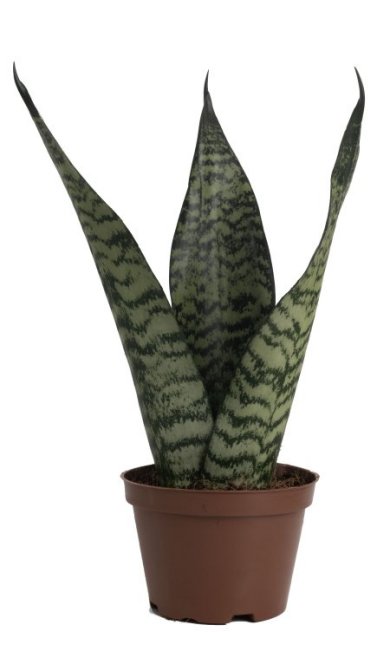 Sansevieria Trifasciata Formosa 35 CM 3 URC