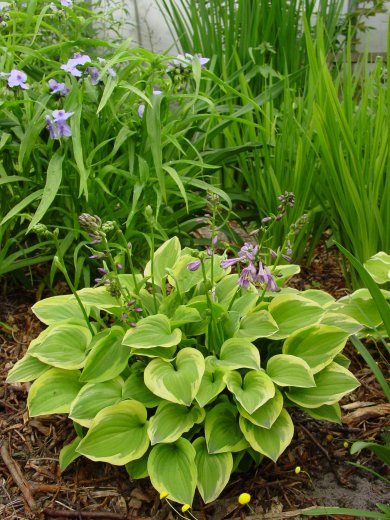 Hosta Golden Tiara