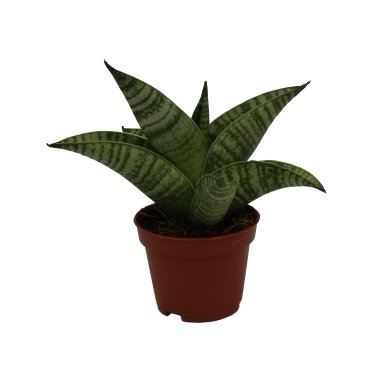 Sanseviaria Hybrid Gojo Natural 6Cm Pot