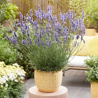 Lavandula Sensational PL