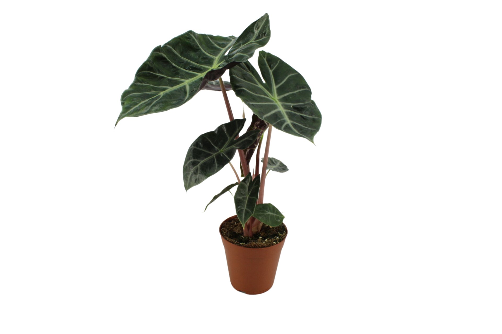 Alocasia Pink Stem 15 Cm