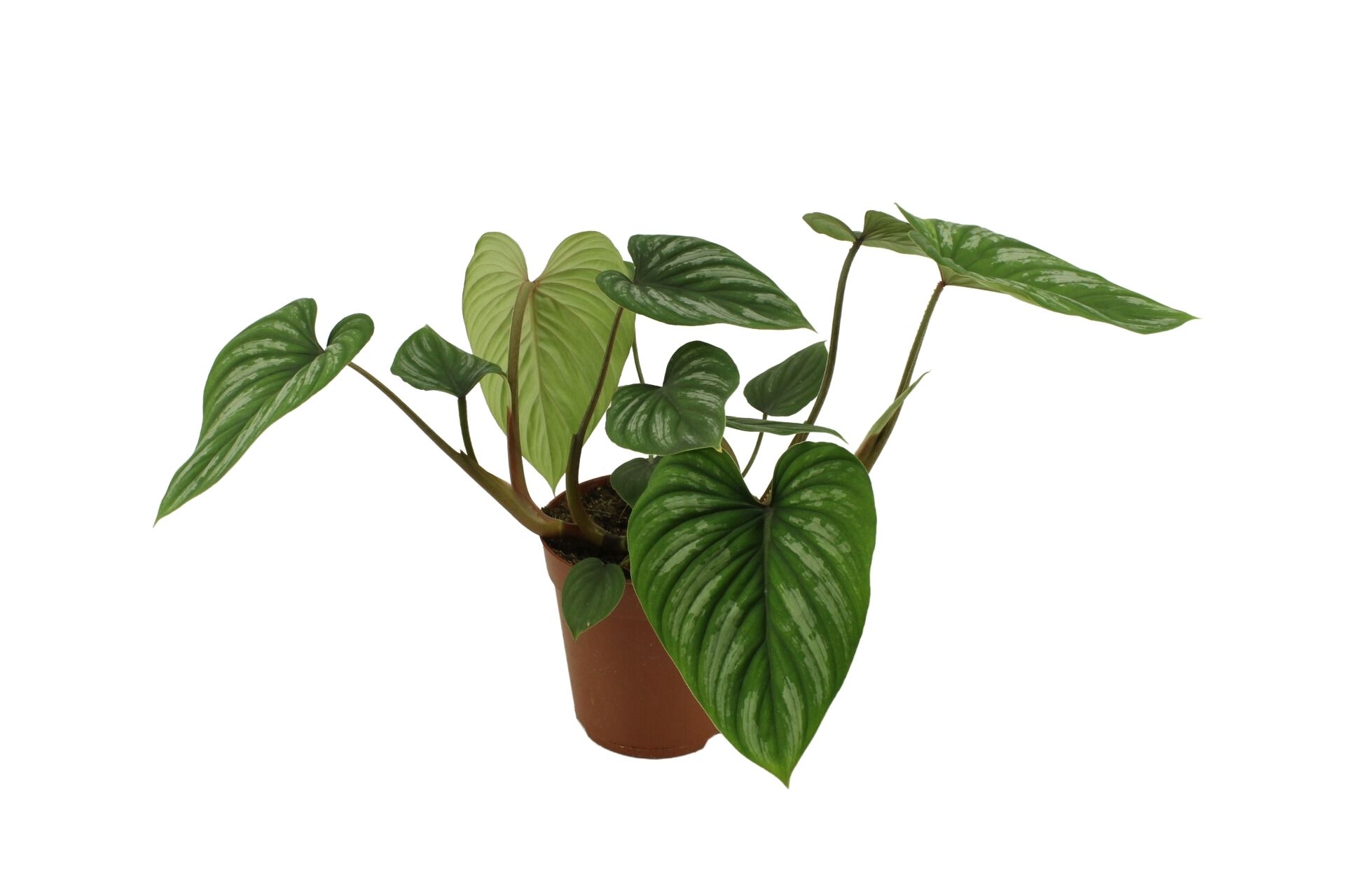 Philodendron Mamei 15 Cm