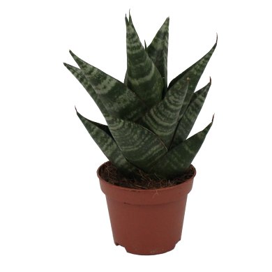 Sansevieria Hybrid Bato 6Cm Pot